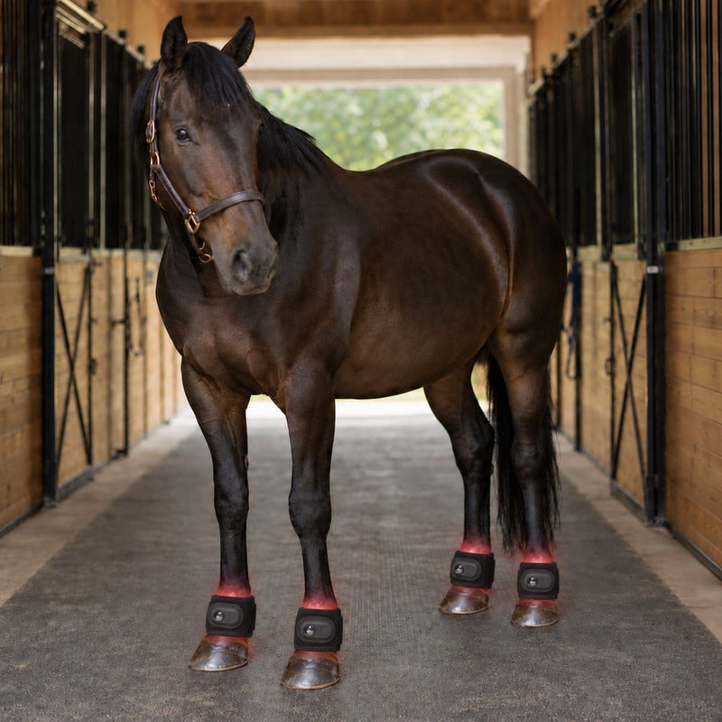 A horse standing in a stable aisle wearing Lumora sleeves on all four legs